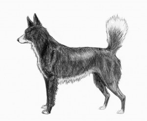 "Tahltan Bear Dog sketch2" by Pharaoh Ho